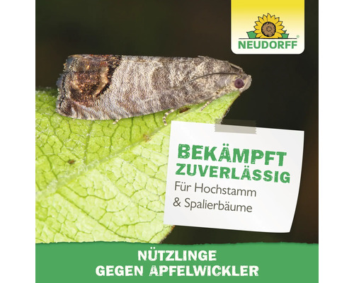 Apfelwickler auf einem Blatt mit Neudorff Logo. Text: Bekämpft zuverlässig für Hochstamm und Spalierbäume, Nützlinge gegen Apfelwickler.