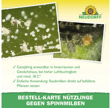 Infografik zur Neudorff Bestellkarte für Raubmilben gegen Spinnmilben mit Schädling-Nahaufnahmen, Anwendungstipps und Neudorff Logo.