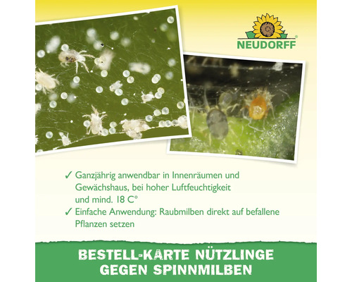 Infografik zur Neudorff Bestellkarte für Raubmilben gegen Spinnmilben mit Schädling-Nahaufnahmen, Anwendungstipps und Neudorff Logo.