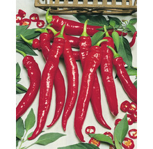 Frische lange rote Chilischoten mit grünen Blättern und geschnittenen Ringen.