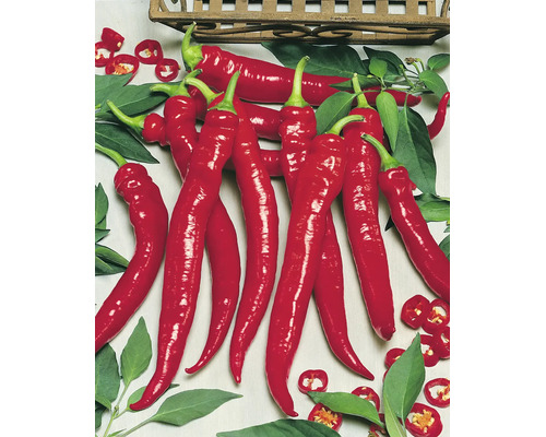 Frische lange rote Chilischoten mit grünen Blättern und geschnittenen Ringen.