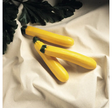 Drei gelbe Zucchini mit grünen Blättern.