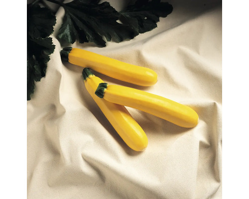 Drei gelbe Zucchini mit grünen Blättern.
