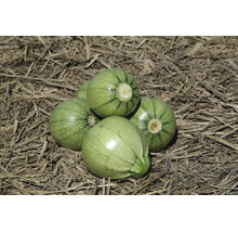 Vier runde, hellgrüne Zucchini mit feinen Streifen auf einer Unterlage aus trockenem Stroh.