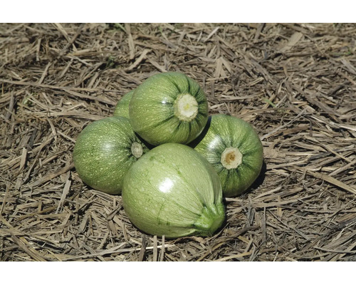 Vier runde, hellgrüne Zucchini mit feinen Streifen auf einer Unterlage aus trockenem Stroh.