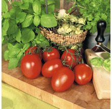 Frische rote Roma-Tomaten an der Rispe auf einem Holzbrett neben Basilikum und Petersilie.
