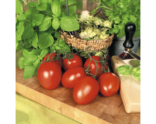 Frische rote Roma-Tomaten an der Rispe auf einem Holzbrett neben Basilikum und Petersilie.