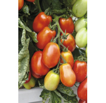 Rispe mit reifenden Roma-Tomaten an einer Tomatenpflanze im Garten.
