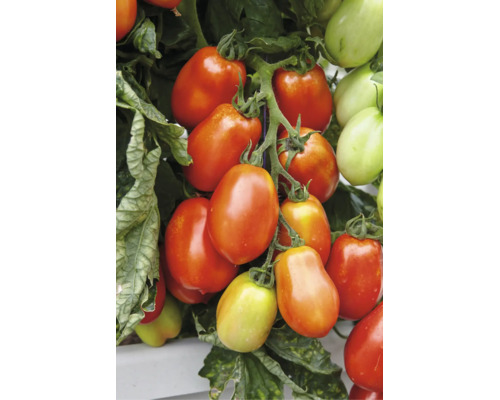 Rispe mit reifenden Roma-Tomaten an einer Tomatenpflanze im Garten.