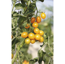 Gelbe Kirschtomaten, die in einer Traube an der Pflanze wachsen.