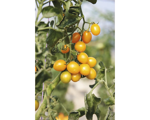 Gelbe Kirschtomaten, die in einer Traube an der Pflanze wachsen.