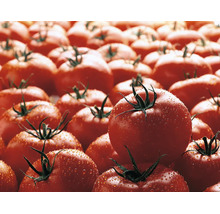 Frische rote Tomaten mit Wassertropfen und grünen Stielen.