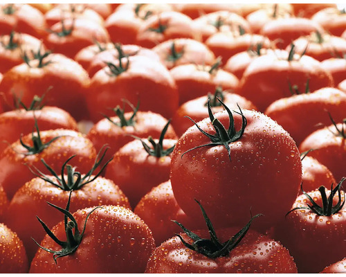 Frische rote Tomaten mit Wassertropfen und grünen Stielen.