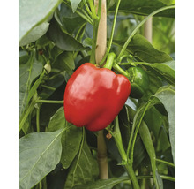 Eine reife rote Paprika an einer Pflanze mit grünen Blättern und einem Bambusstab zur Unterstützung.