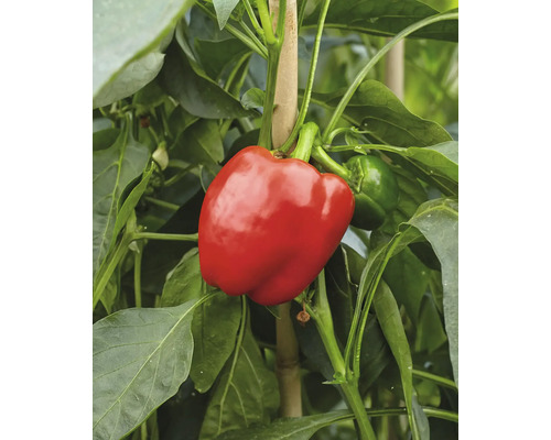 Eine reife rote Paprika an einer Pflanze mit grünen Blättern und einem Bambusstab zur Unterstützung.