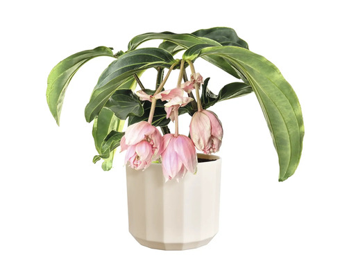 Medinilla magnifica Zimmerpflanze in einem weißen Topf mit hängenden rosa Blüten.
