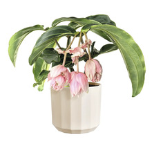 Medinilla magnifica Zimmerpflanze in einem weißen Topf mit hängenden rosa Blüten.