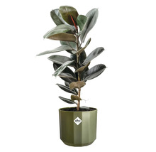 Gummibaum Ficus elastica in einem grünen elho Blumentopf mit glänzenden dunkelgrünen Blättern, elho Logo.