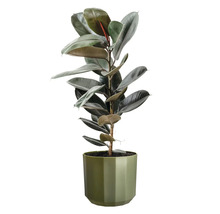 Gummibaum Ficus elastica mit glänzenden Blättern in einem grünen Übertopf.