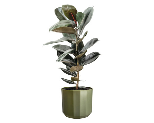 Gummibaum Ficus elastica mit glänzenden Blättern in einem grünen Übertopf.