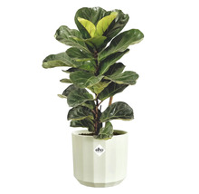 Geigenfeige Ficus lyrata in einem weißen Elho Übertopf.