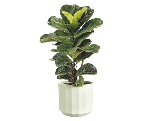 Geigenfeige Ficus lyrata in einem weißen, facettierten Übertopf.