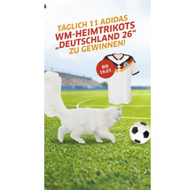 Weiße Katze auf einem Fußballfeld mit einem Fußball und dem Deutschland Heimtrikot im Hintergrund.
