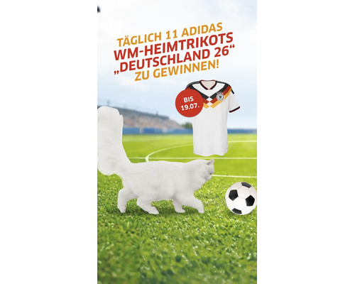 Weiße Katze auf einem Fußballfeld mit einem Fußball und dem Deutschland Heimtrikot im Hintergrund.