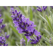 Nahaufnahme einer violetten Lavendelblüte mit schmalen Blättern.