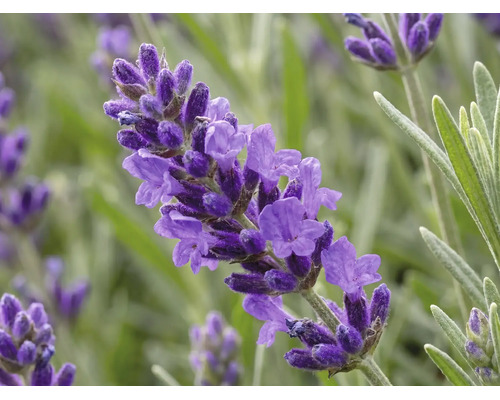 Nahaufnahme einer violetten Lavendelblüte mit schmalen Blättern.