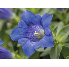 Blaue Enzianblüte in der Nahaufnahme mit hellen Staubblättern und grünen Blättern.