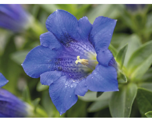 Blaue Enzianblüte in der Nahaufnahme mit hellen Staubblättern und grünen Blättern.