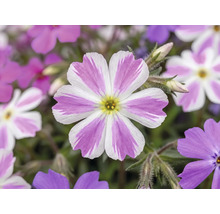 Polsterphlox Phlox subulata Candy Stripes mit weiß-rosa gestreiften Blüten.