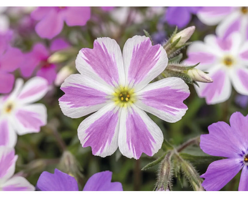 Polsterphlox Phlox subulata Candy Stripes mit weiß-rosa gestreiften Blüten.