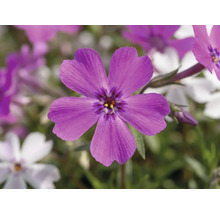 Nahaufnahme einer violetten Polsterphlox-Blüte mit fünf Blütenblättern und dunkler Mitte.