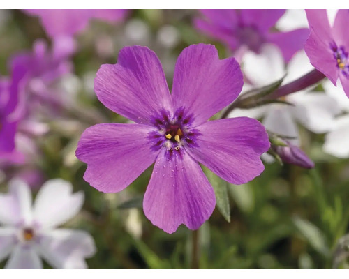 Nahaufnahme einer violetten Polsterphlox-Blüte mit fünf Blütenblättern und dunkler Mitte.