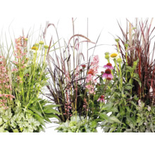 Üppiges Arrangement aus verschiedenen Gartenpflanzen wie Ziergräsern, Sonnenhut und Blattschmuckpflanzen wie Purpurglöckchen.