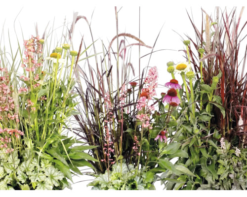 Üppiges Arrangement aus verschiedenen Gartenpflanzen wie Ziergräsern, Sonnenhut und Blattschmuckpflanzen wie Purpurglöckchen.