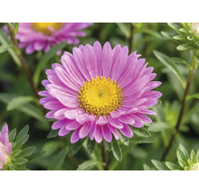 Nahaufnahme einer rosa Aster mit gelber Mitte und grünen Blättern.