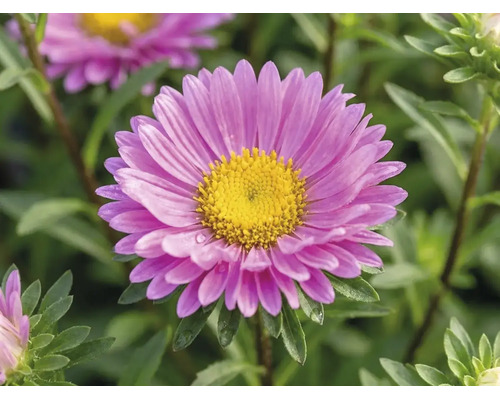 Nahaufnahme einer rosa Aster mit gelber Mitte und grünen Blättern.