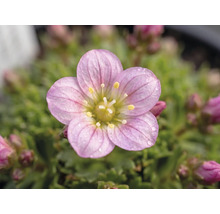 Nahaufnahme einer rosa Steinbrechblüte mit Wassertropfen und gelber Mitte.
