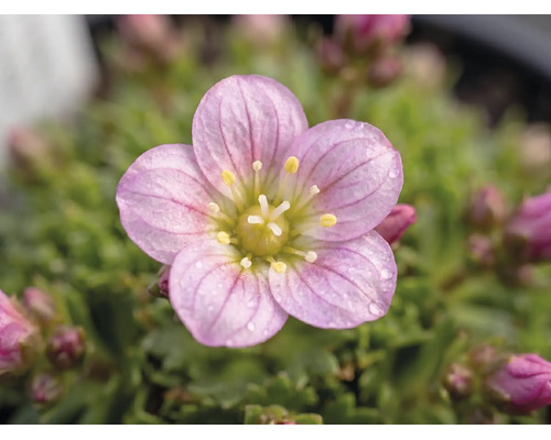 Nahaufnahme einer rosa Steinbrechblüte mit Wassertropfen und gelber Mitte.