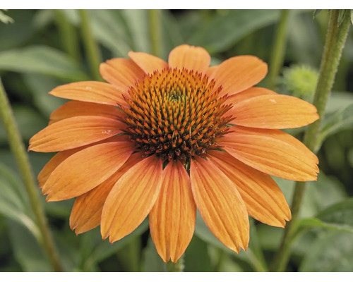 Orangefarbener Sonnenhut Echinacea.