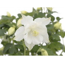 Weiße Akelei mit Blüte, Knospen und grünen Blättern