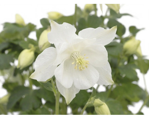 Weiße Akelei mit Blüte, Knospen und grünen Blättern