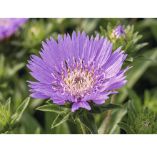Nahaufnahme einer violetten Kornblumenaster mit gelber Mitte und grünen Blättern.
