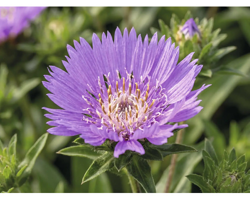Nahaufnahme einer violetten Kornblumenaster mit gelber Mitte und grünen Blättern.