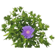 Kornblumen-Aster Stokesia laevis mit violetter Blüte und grünen Knospen