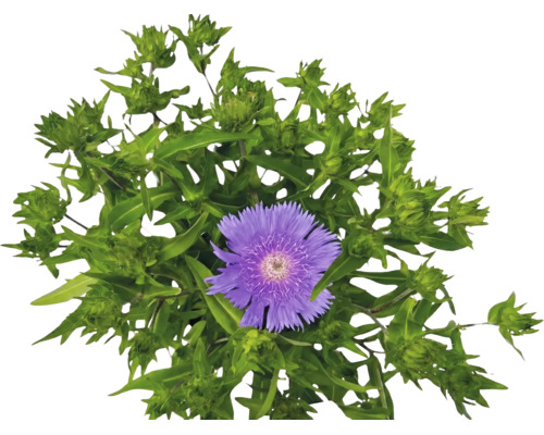 Kornblumen-Aster Stokesia laevis mit violetter Blüte und grünen Knospen