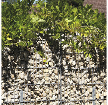 Gabionenwand mit hellen Steinen gefüllt und mit grünen Pflanzen bewachsen als Gartenzaun oder Sichtschutz.